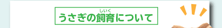 うさぎの飼育について